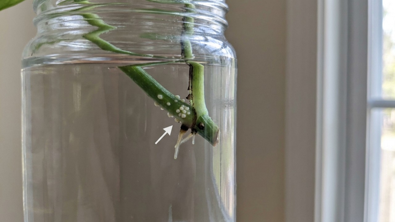 A propagação da jiboia na água é uma forma prática de expandir o seu jardim urbano. – Imagem gerada por IA