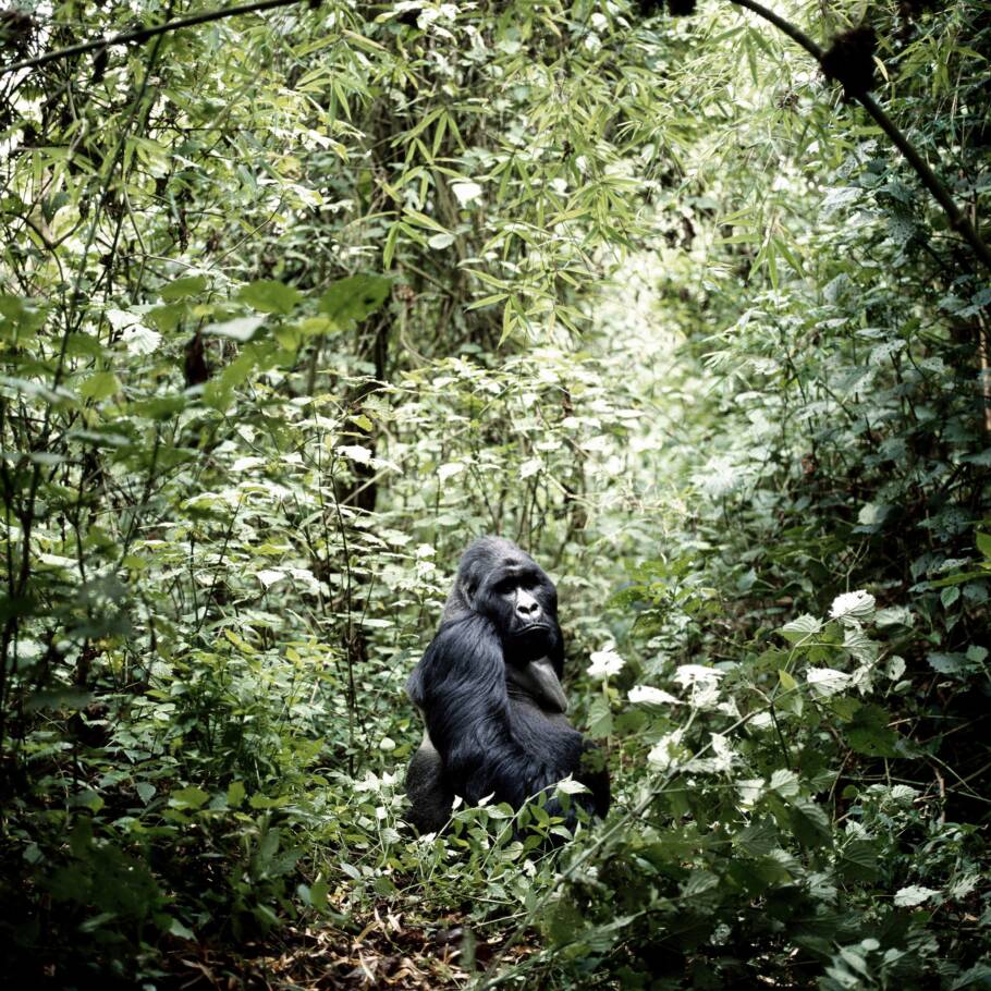 Gorila-da-montanha visto no Parque Nacional Virunga