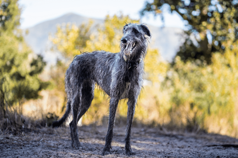 Cuidados com a alimentação, a prática de exercícios e as consultas veterinárias ajudam a garantir qualidade de vida ao deerhound (Imagem: Wirestock Creators | Shutterstock)