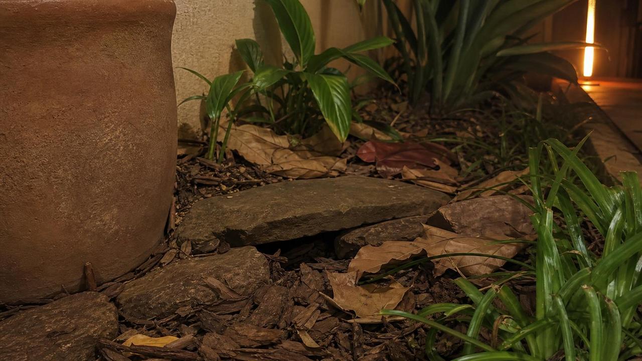 Folhas, vasos e frestas criam microabrigos que favorecem grilos no quintal.