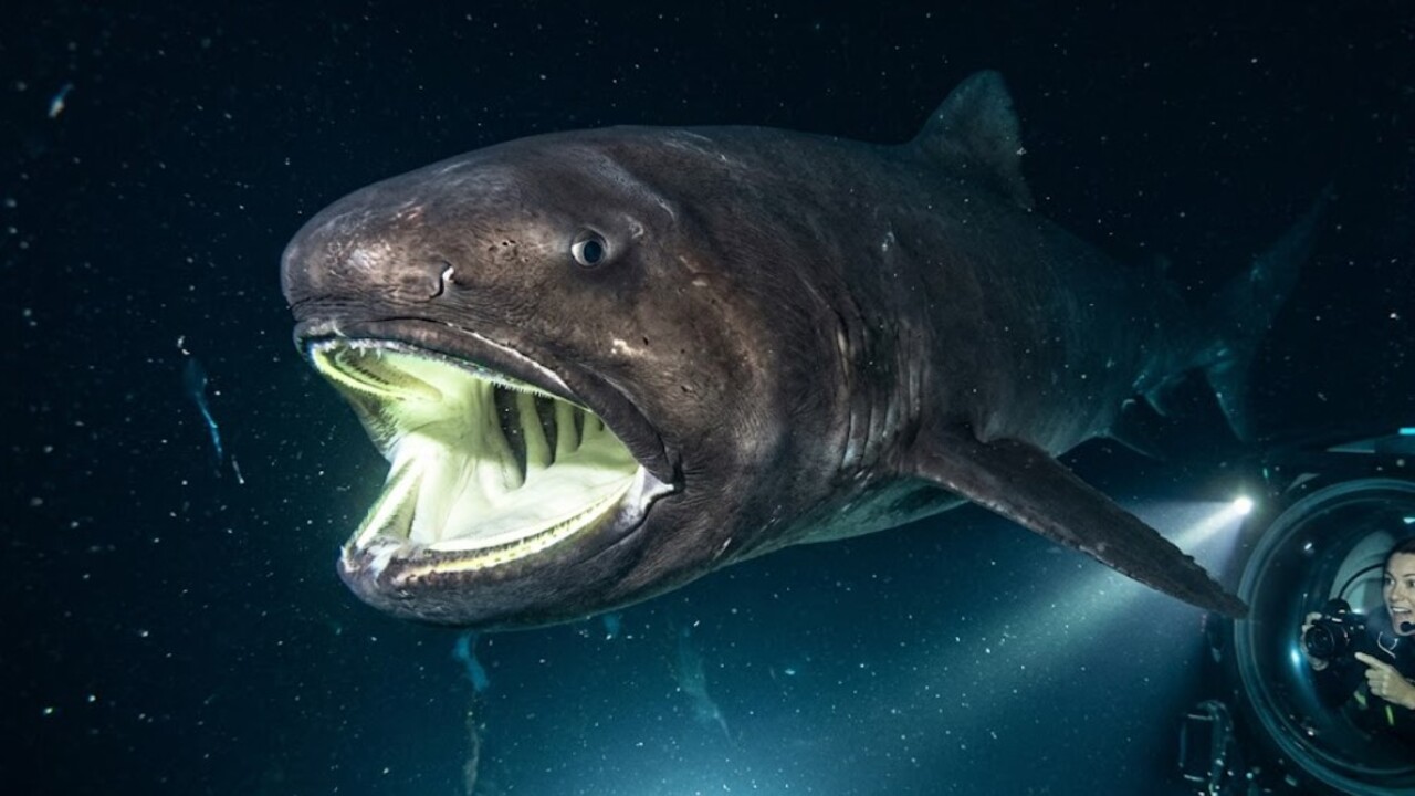 Um novo registro do tubarão-boca-grande chamou a atenção de pesquisadores e reacendeu perguntas sobre o que está acontecendo nas regiões mais profundas dos oceanos, onde essa espécie extremamente rara costuma viver