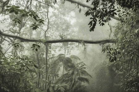 Exposição ‘Olhares sobre a Mata Atlântica’