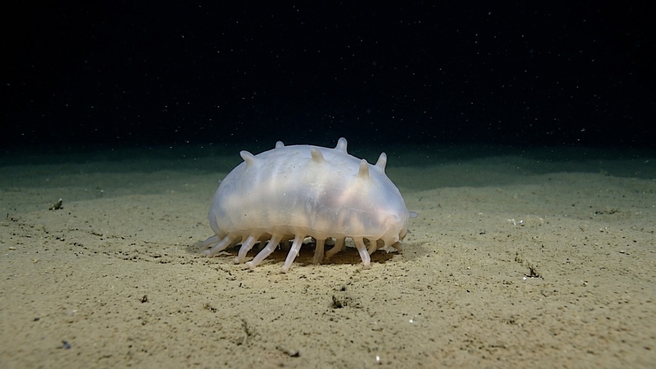 Características e relações ecológicas de equinodermos adaptados às condições extremas do fundo oceânico.
