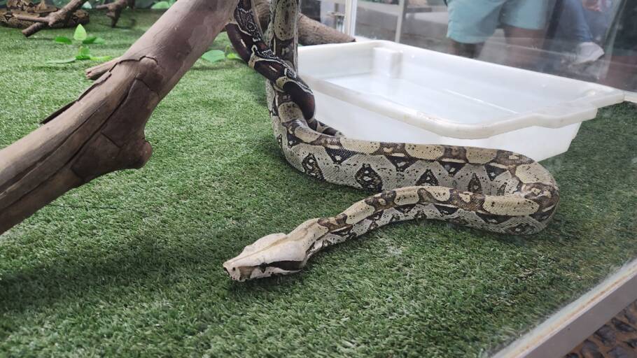 Todos os animais do Projeto Jiboia nasceram em cativeiro