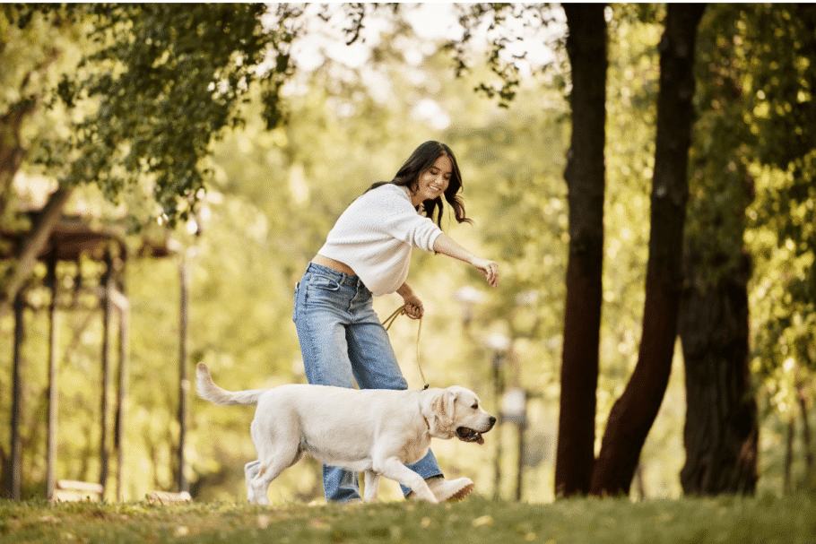 Sempre que possível, mantenha a rotina do cão adulto, como passeios e brincadeiras, para que ele não se sinta deixado de lado (Imagem: LightField Studios | Shutterstock)