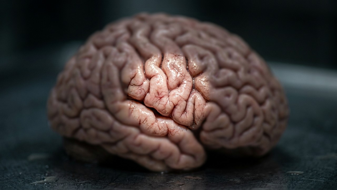 O tronco cerebral desempenha um papel fundamental na filtragem de estímulos visuais e na atenção seletiva.