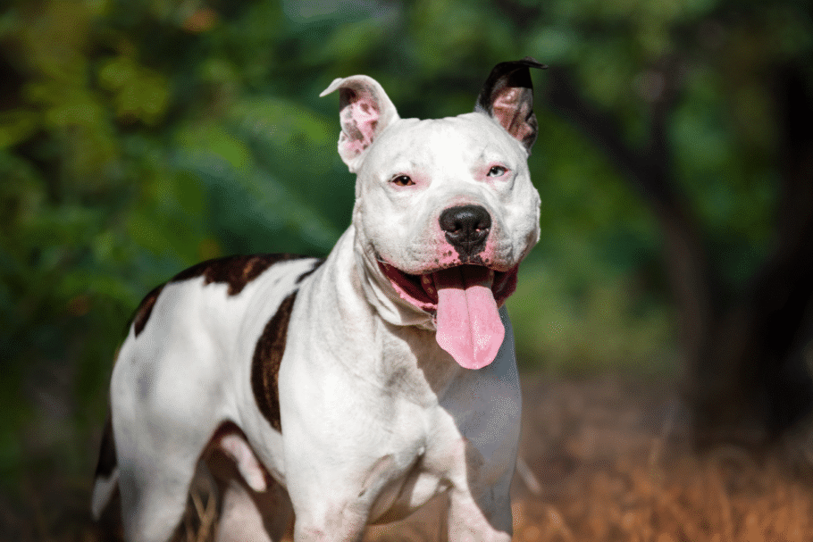 O american staffordshire terrier combina força, lealdade e um temperamento afetuoso com os tutores (Imagem: zoyas2222 | Shutterstock)