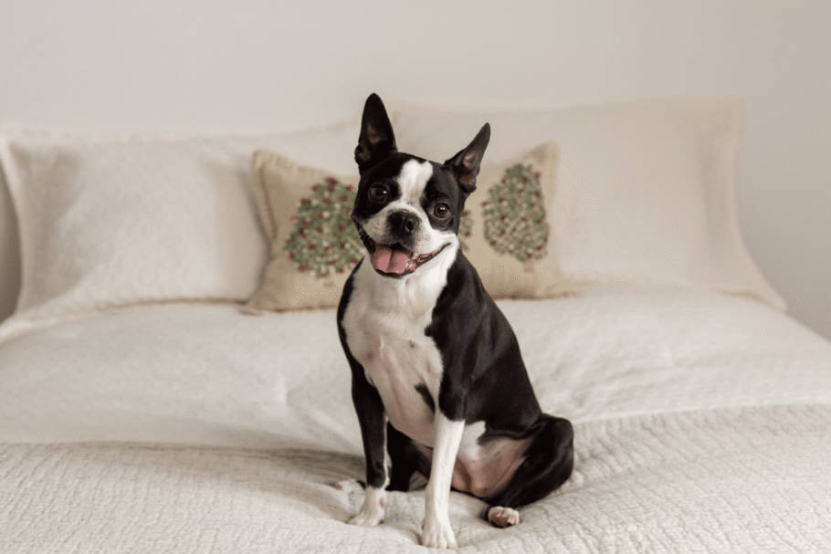 O boston terrier é um cachorro pequeno, inteligente, sociável e muito apegado à família (Imagem: Anne Richard | Shutterstock)