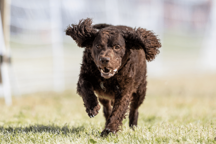 O cão d’água americano se destaca pela inteligência, habilidade na água e forte vínculo com a família (Imagem: Cavan-Images | Shutterstock)
