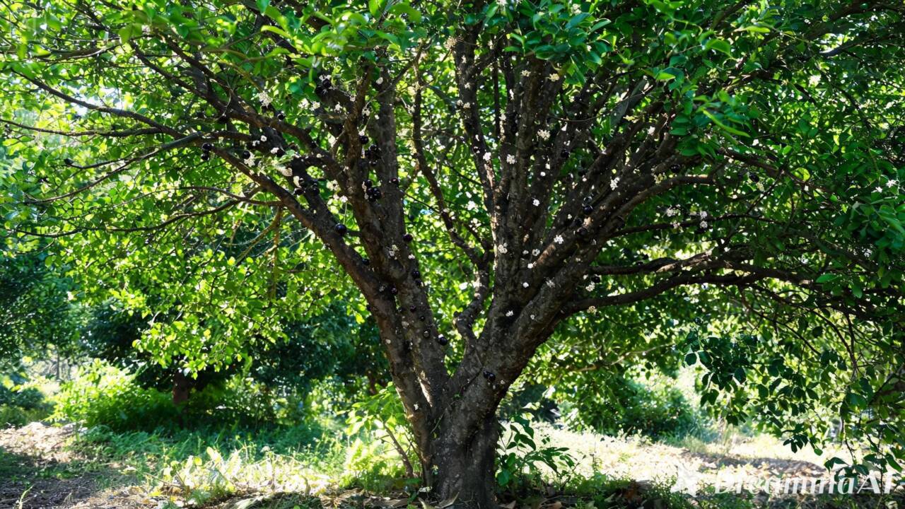 A produção da jabuticabeira pode variar de uma safra para outra. Saiba como água, clima, idade e polinização podem influenciar a formação dos frutos.