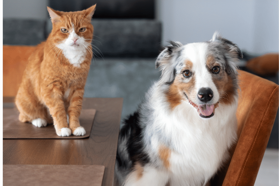 Sushi e Sashimi pode combinar com cachorro e gato de personalidade tranquila, elegante ou curiosa (Imagem: EkaterinaSid | Shutterstock)