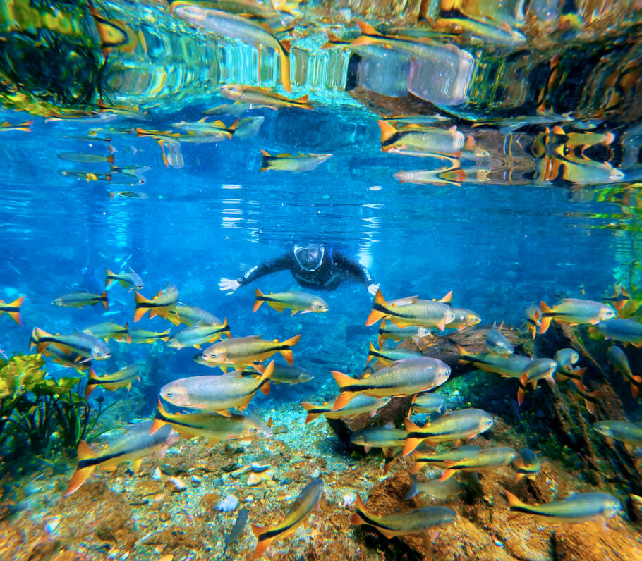 As águas cristalinas permitem observar peixes e plantas aquáticas