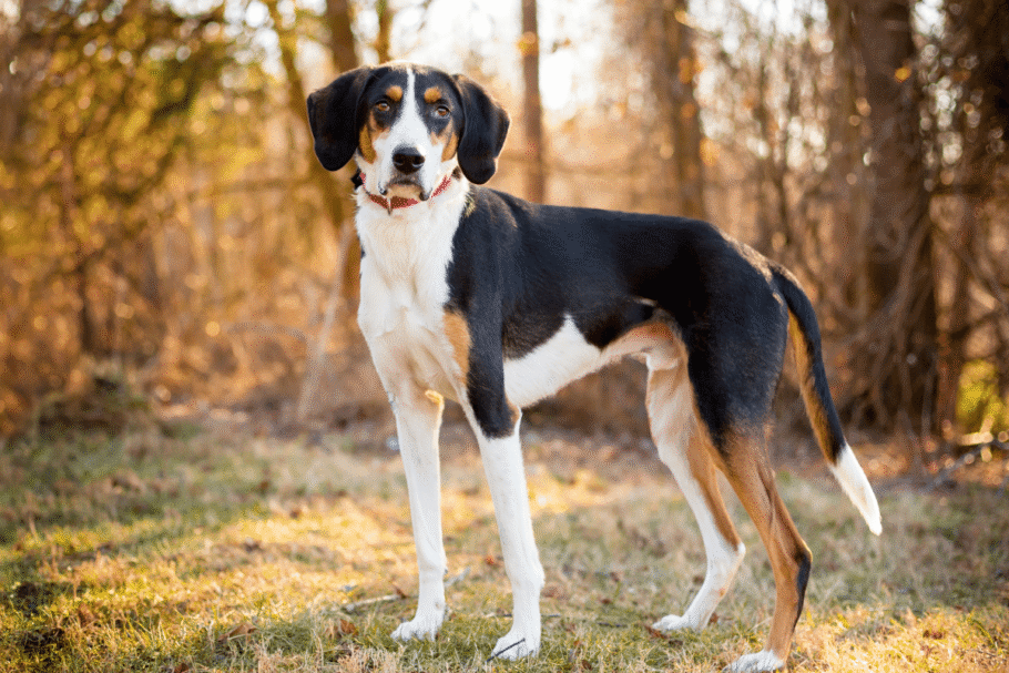 O foxhound americano é um cão atlético, de excelente faro e grande disposição para atividades ao ar livre (Imagem: Mary Swift | Shutterstock)