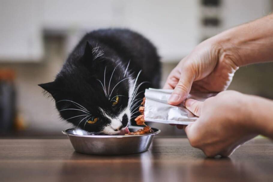 As necessidades nutricionais de um gato adulto ou jovem são bem diferentes das de um felino maduro ou sênior (Imagem: Jaromir Chalabala | Shutterstock)