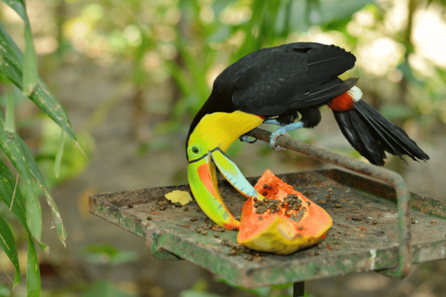 Após ingerirem os frutos, os tucanos eliminam sementes em outros locais, favorecendo o nascimento de novas plantas (Imagem: EJ Nickerson | Shutterstock)