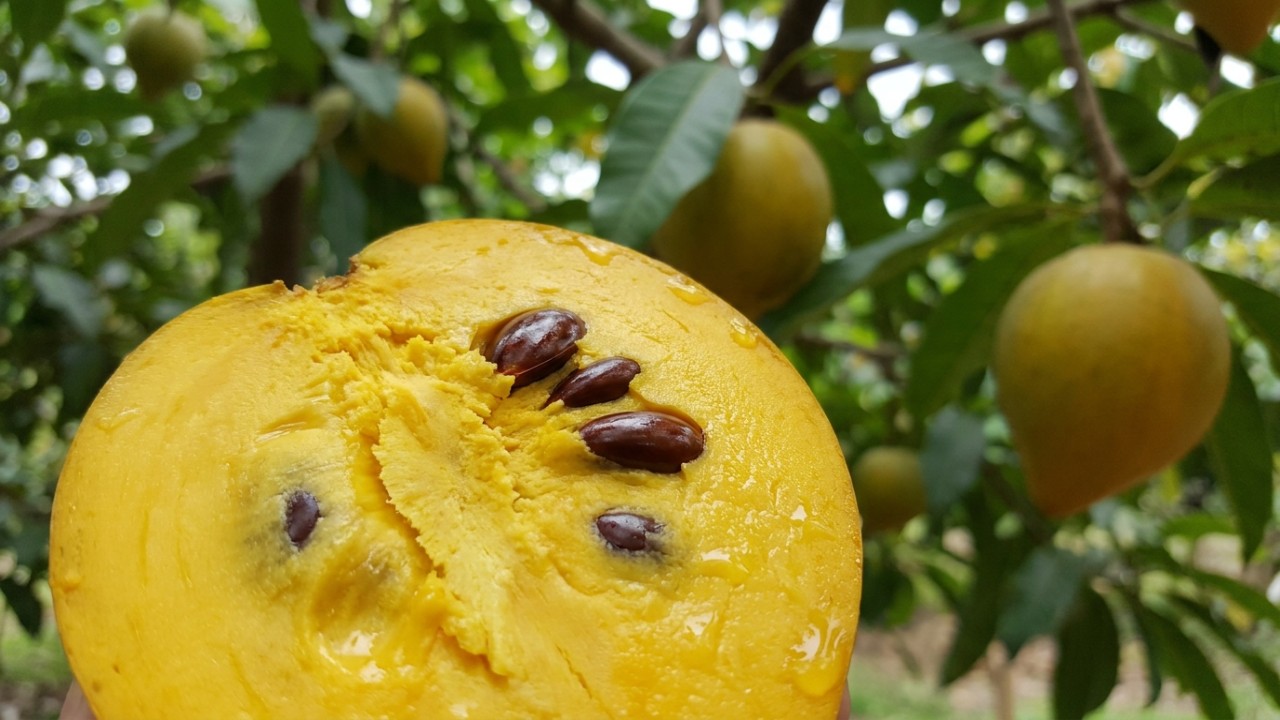 A coloração amarela vibrante do canistel é um convite irresistível para o consumo fresco.