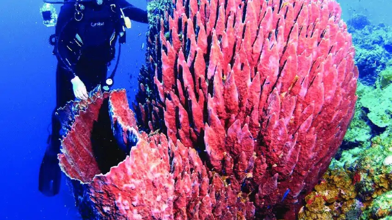 Exemplar no Caribe destaca-se pela impressionante capacidade de longevidade.