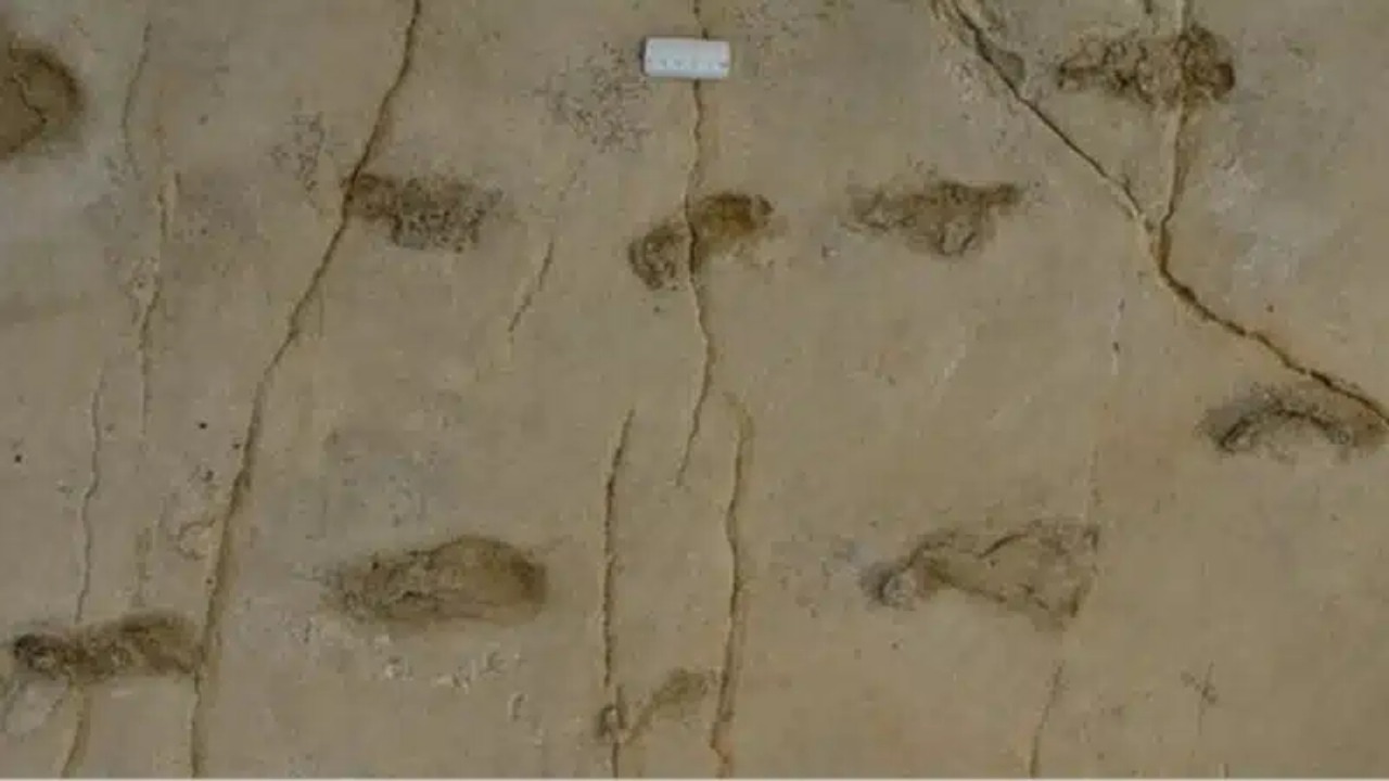 As marcas fossilizadas foram localizadas em sedimentos da ilha de Creta.