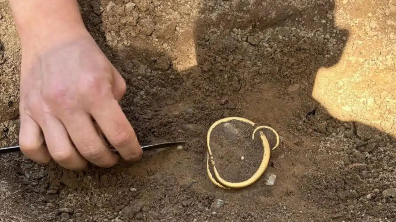 Morador encontra na Dinamarca valioso tesouro de ouro da Era Viking.