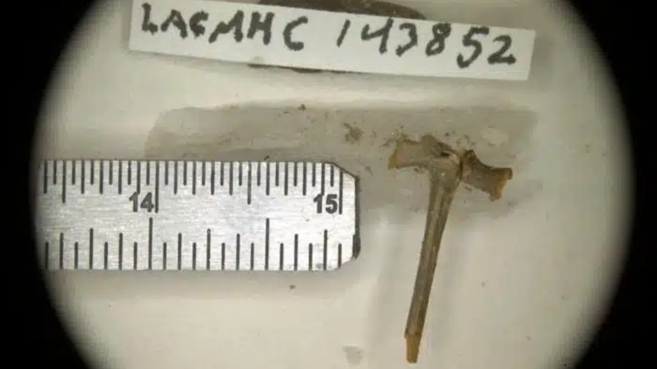 Exame detalhado de ossos identificou características exclusivas de um sapo-de-espora.