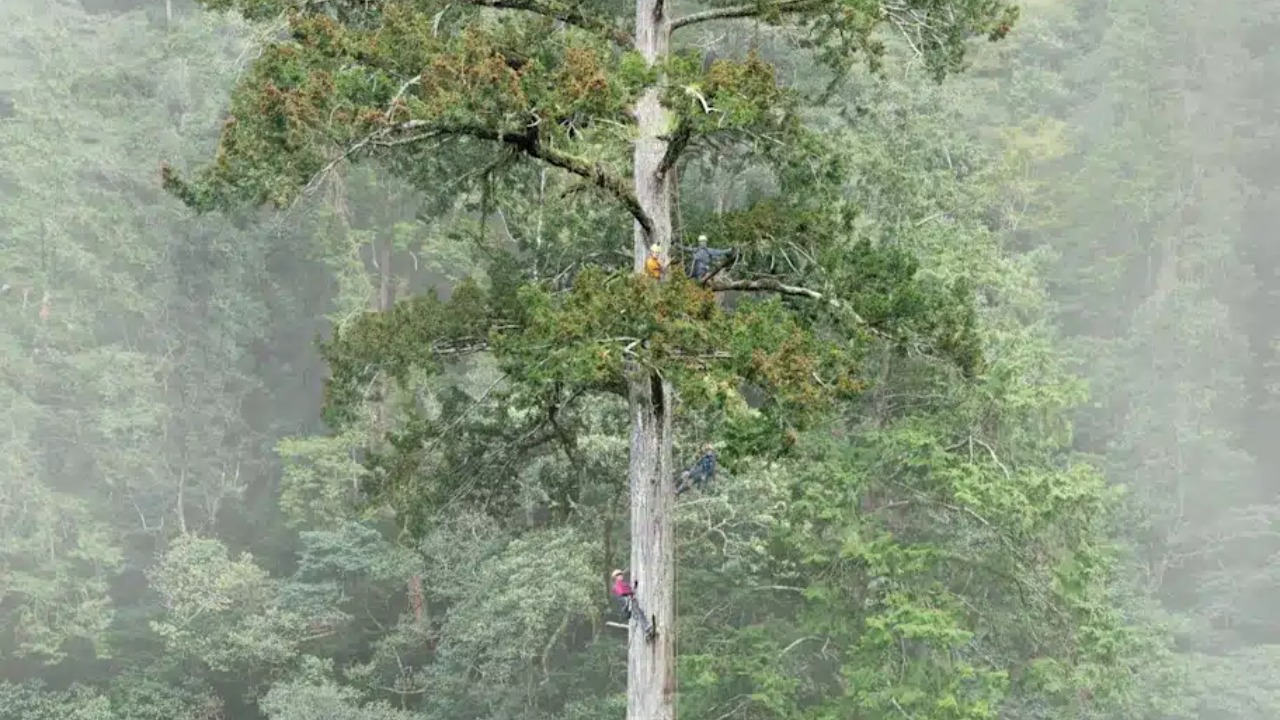 Relevo montanhoso íngreme e vegetação densa mantiveram a espécime totalmente escondida.