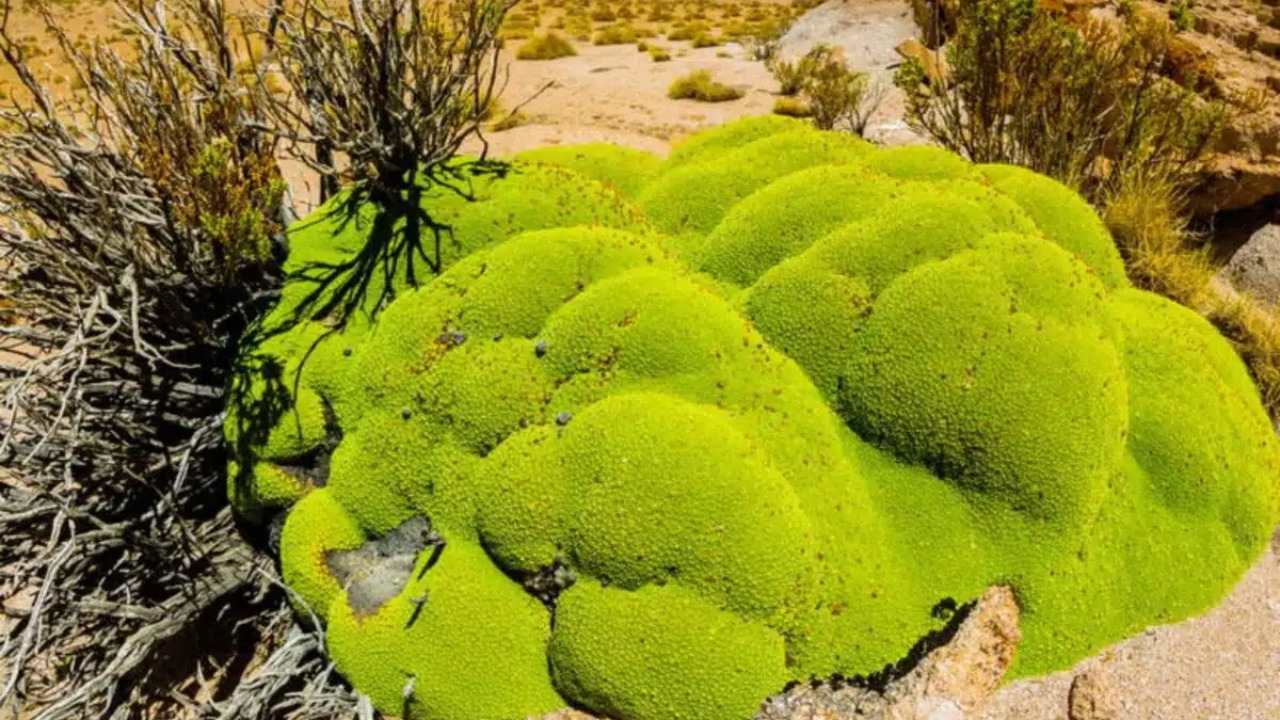 Estruturas fúngicas foram identificadas crescendo diretamente no interior celular das plantas.