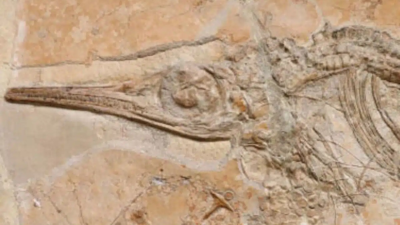 Características anatômicas delicadas indicam predação adaptada para pequenos peixes ósseos.