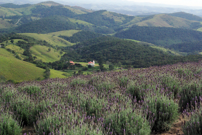 Os campos de lavanda na pacata Cunha, no interior de SP