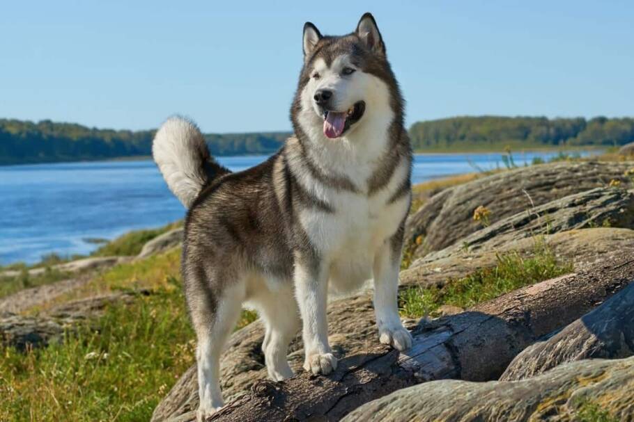 O malamute do alasca é uma raça de grande porte, forte e resistente, desenvolvida para enfrentar o frio intenso (Imagem: Jia Images | Shutterstock)