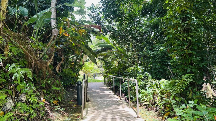 Trilha pelo meio da floresta El Yunque, em Porto Rico