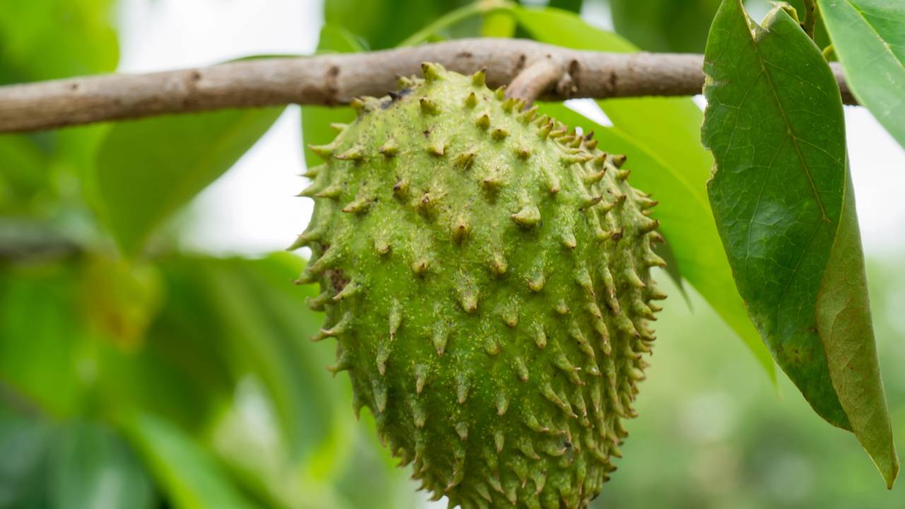 Por que a graviola tem flores e frutos juntos? Veja como a floração em diferentes períodos pode fazer a árvore apresentar várias fases ao mesmo tempo.
