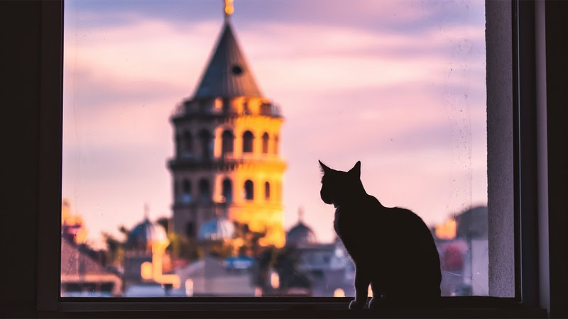 Gato com a torre de Galata ao fundo em Istambul