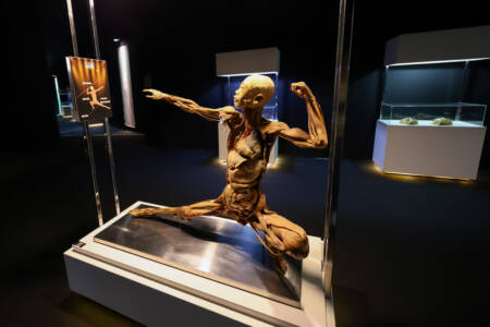 Human Bodies — Maravilhas do Corpo Humano