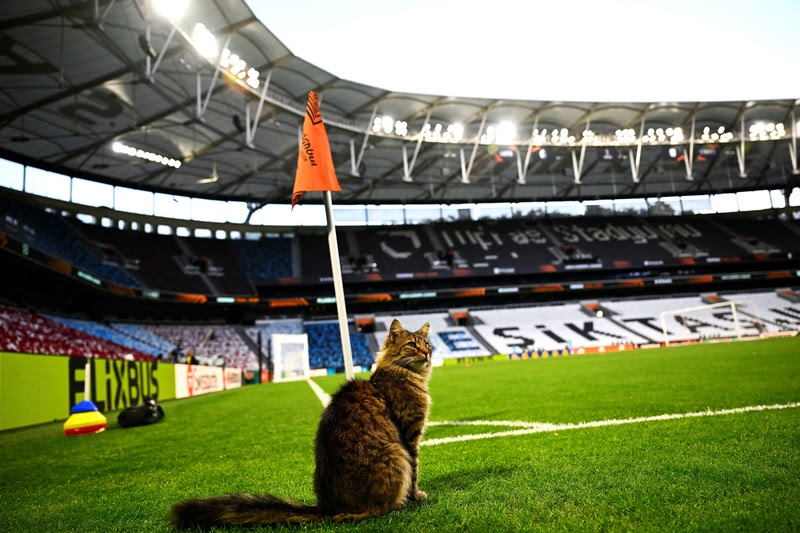 Gato entrou em um campo antes de uma final da UEFA