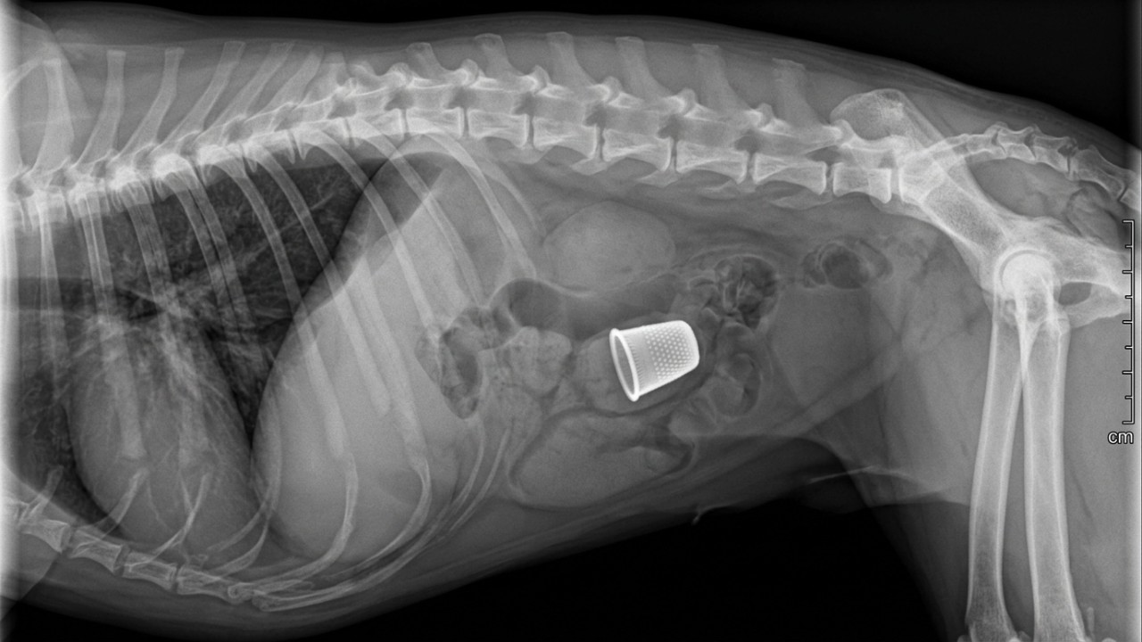 O diagnóstico rápido é essencial para localizar corpos estranhos e evitar complicações na saúde do pet.