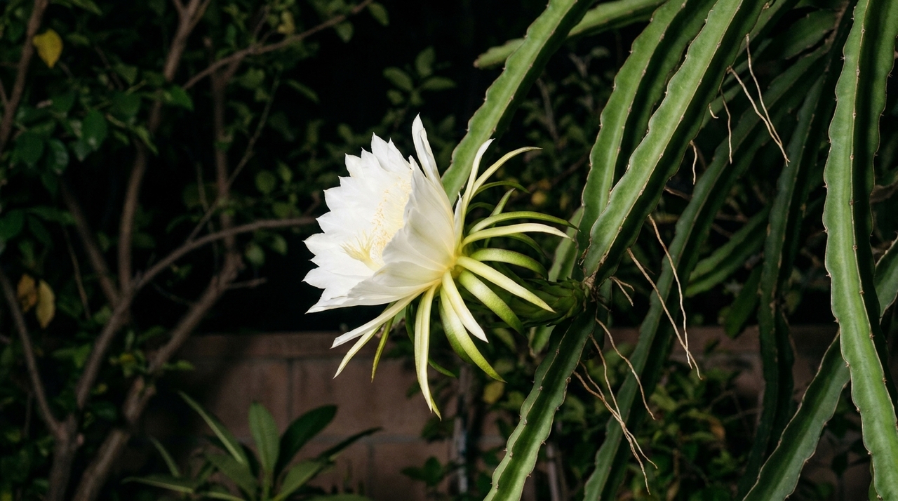 As flores grandes, claras e bastante vistosas ficam mais fáceis de perceber em condições de pouca luz