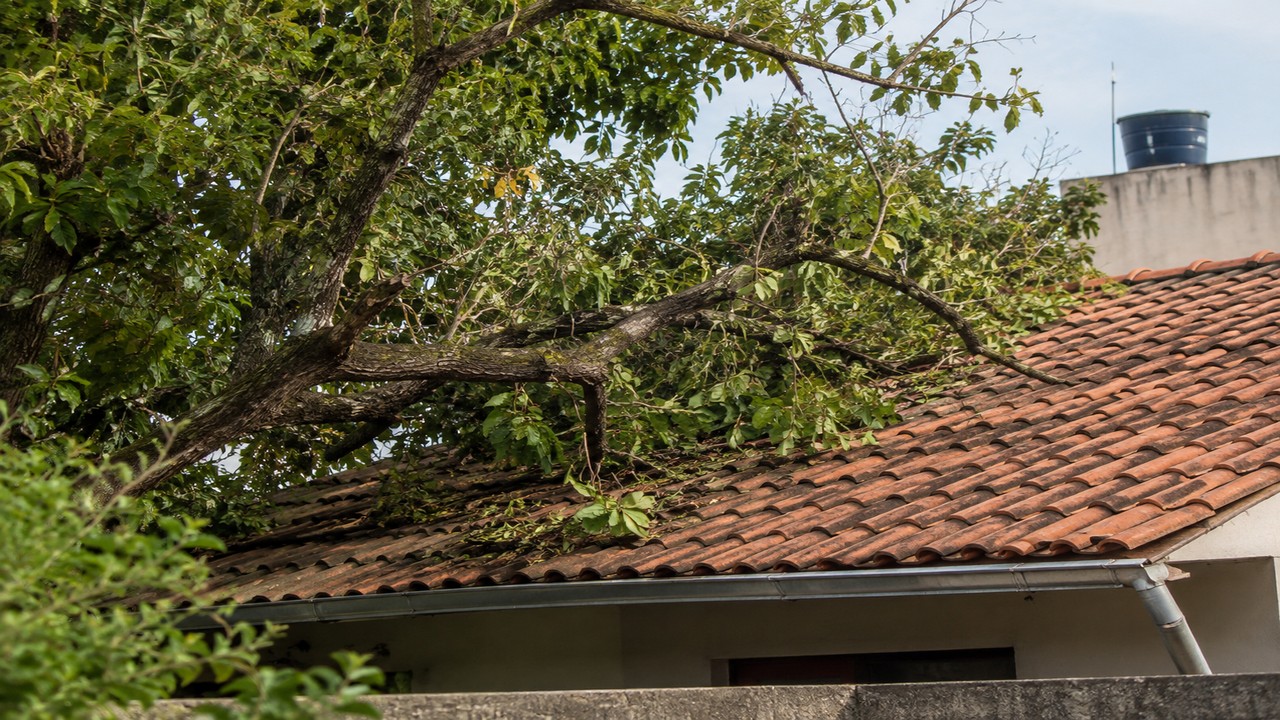 Fotos e legislação ajudaram os vizinhos a esclarecer limites da poda.