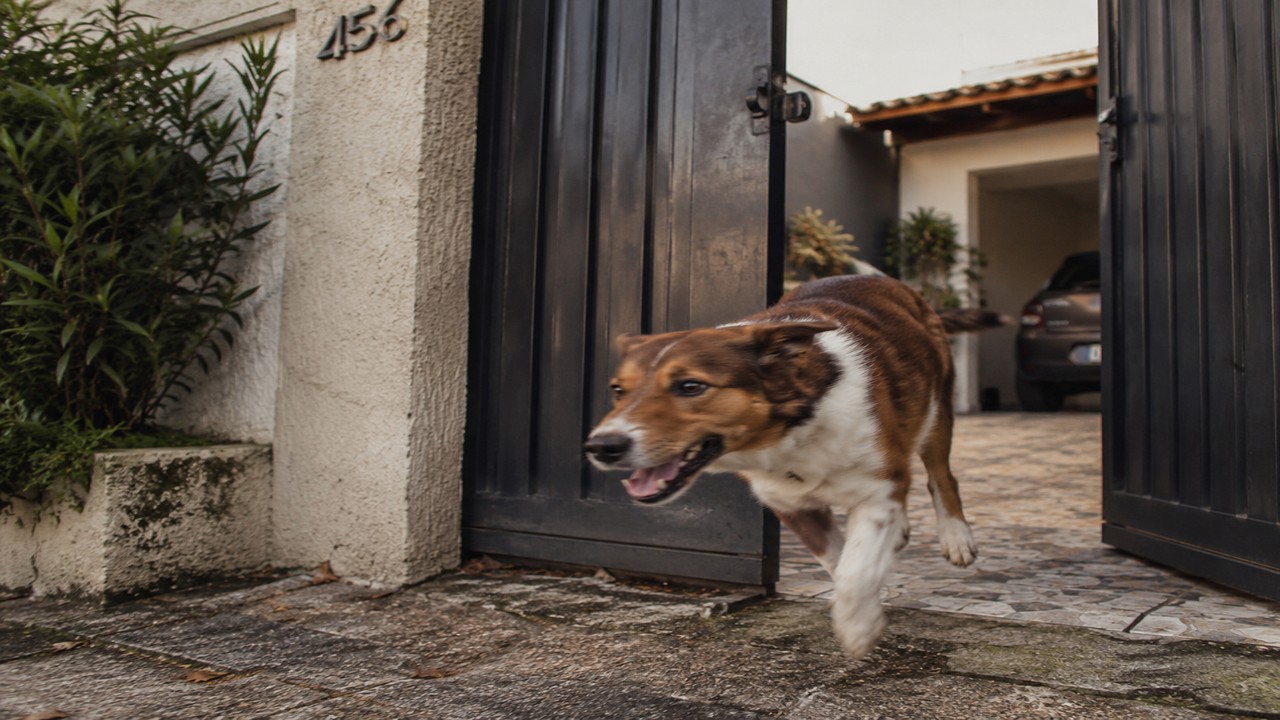Vizinho recusou entrada do tutor, mas aceitou devolver o animal pelo portão.