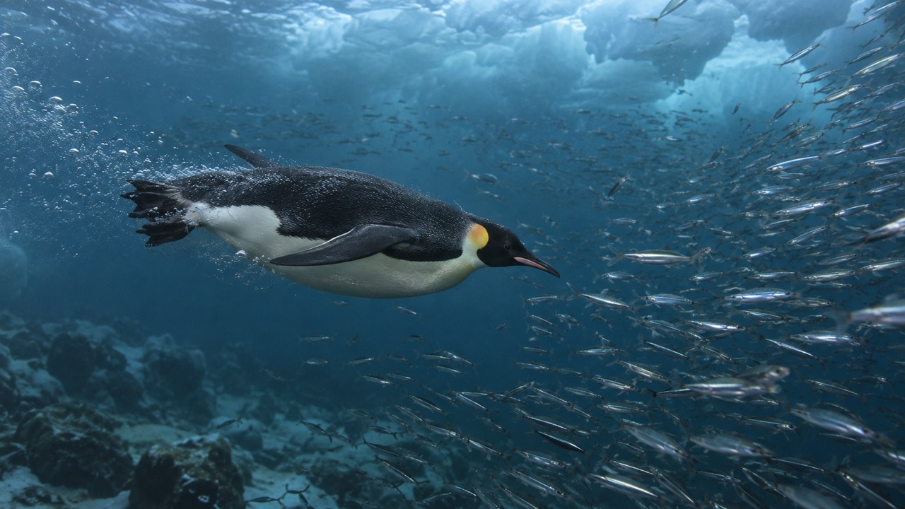 Pinguins administram suas reservas de oxigênio durante longos mergulhos.