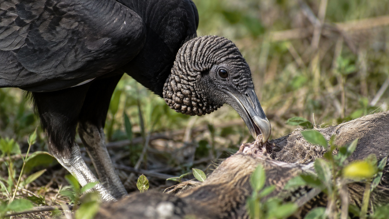 A digestão especializada ajuda essas aves a enfrentar carcaças.