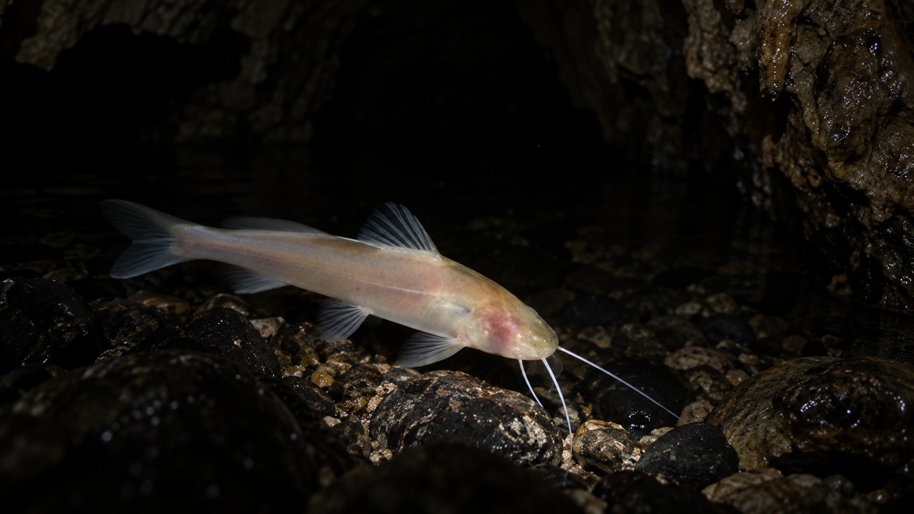 Barbilhões e outros sentidos ajudam o peixe a explorar águas subterrâneas.