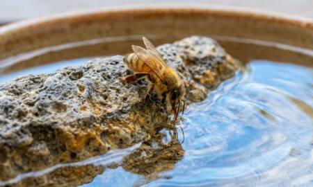 Bebedouros rasos em quintais ajudam a manter a hidratação da fauna urbana nos dias quentes. – Imagem gerada por IA