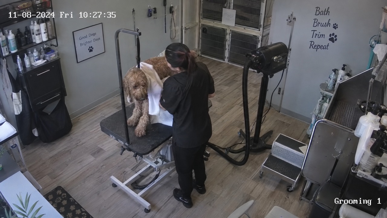 O cachorro voltou do banho evitando apoiar uma das patas