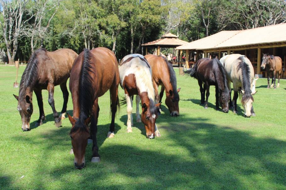 Passeios a cavalo é uma das atividades oferecidas pelo Virá Farm Hotel