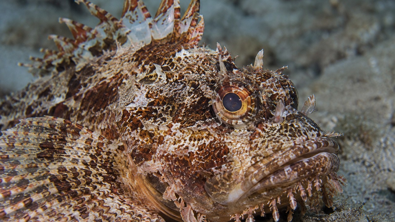Uma perfuração pode provocar dor intensa em poucos minutos