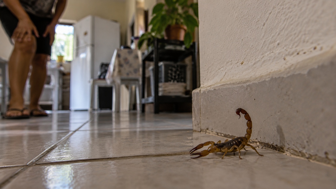 Verificar calçados pode evitar encontros perigosos com escorpiões.
