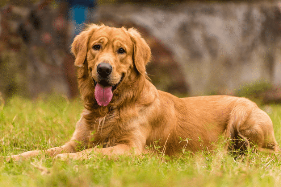 O golden retriever é conhecido pelo comportamento amigável e afetuoso (Imagem: neelsky | Shutterstock)
