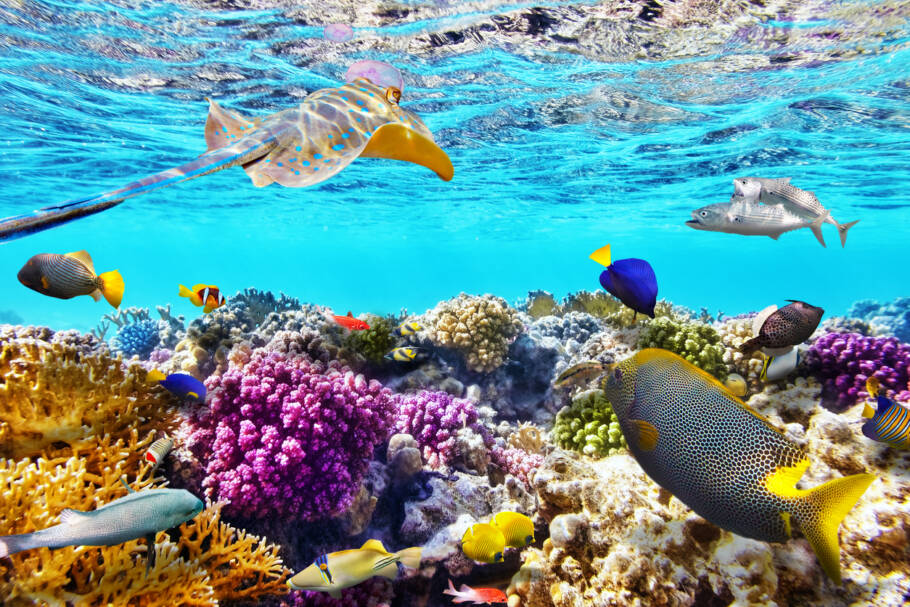 Nas Maldivas e no Caribe panamenho, projetos unem ciência, inovação e experiências que aproximam os hóspedes da vida sob o mar