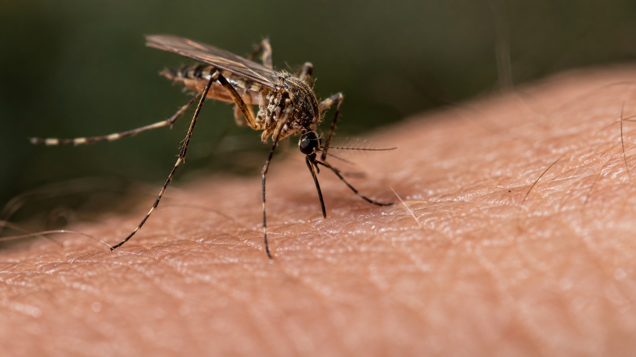 Mosquitos matam principalmente pela transmissão de doenças