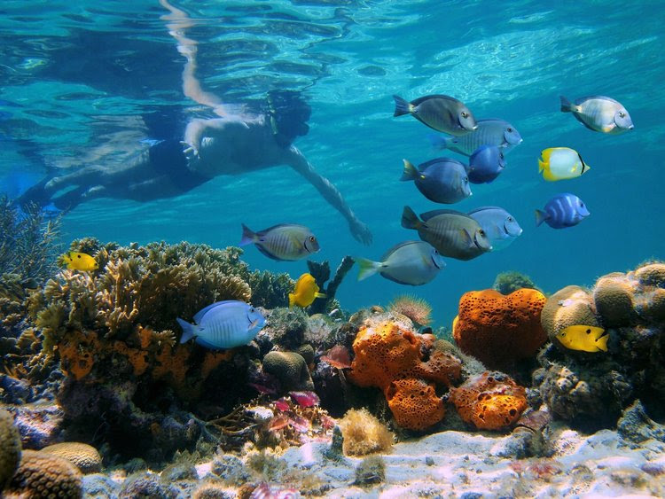 No Panamá, o Nayara Bocas del Toro ajuda a criar um sistema de recifes vivos